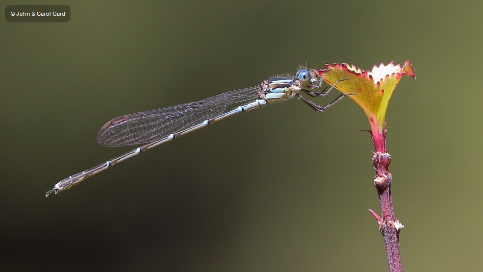 J17_4235 Austrolestes colensonis male.JPG